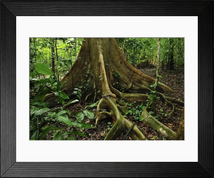 Framed Print : Picture No. 10909318 Framed Print : Picture No. 10909318