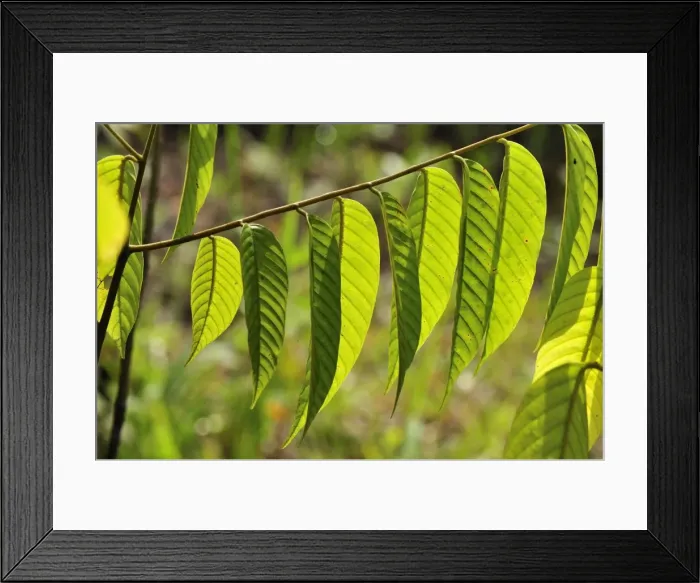 Framed Print : Picture No. 10909307