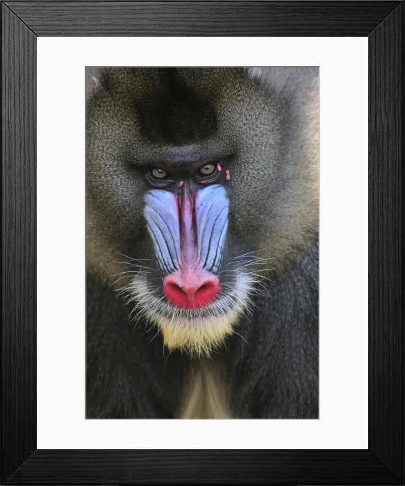 Framed Print : Picture No. 10909450 Framed Print : Picture No. 10909450