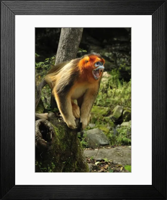 Framed Print : Picture No. 10909523 Framed Print : Picture No. 10909523