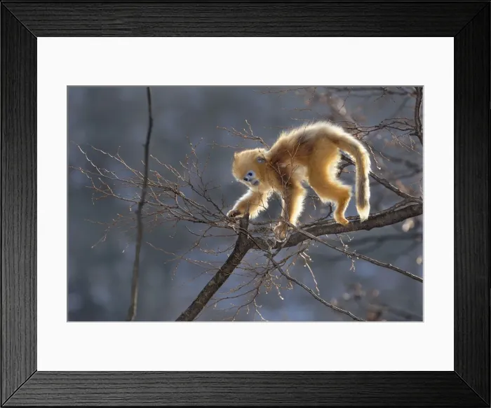 Framed Print : Picture No. 10909583 Framed Print : Picture No. 10909583