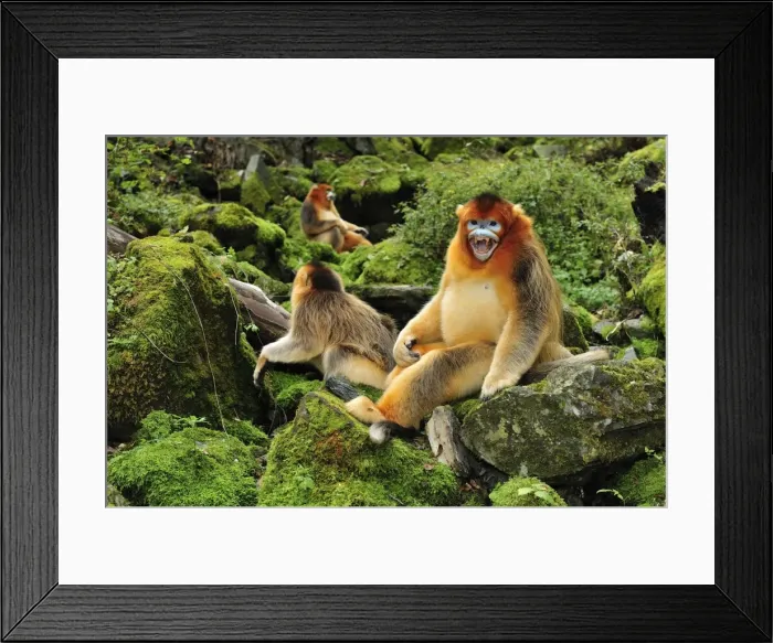 Framed Print : Picture No. 10909537 Framed Print : Picture No. 10909537