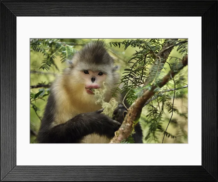Framed Print : Picture No. 10909548 Framed Print : Picture No. 10909548
