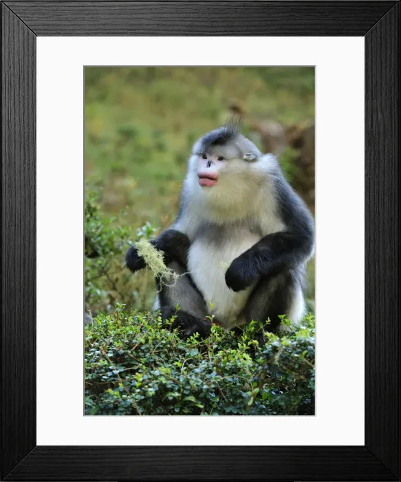 Framed Print : Picture No. 10909569 Framed Print : Picture No. 10909569