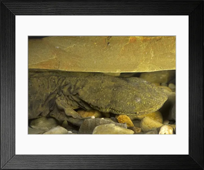 Framed Print : Picture No. 10946863 Framed Print : Picture No. 10946863