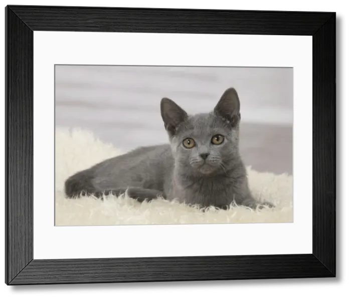 Framed Print : Picture No. 10922472 Framed Print : Picture No. 10922472