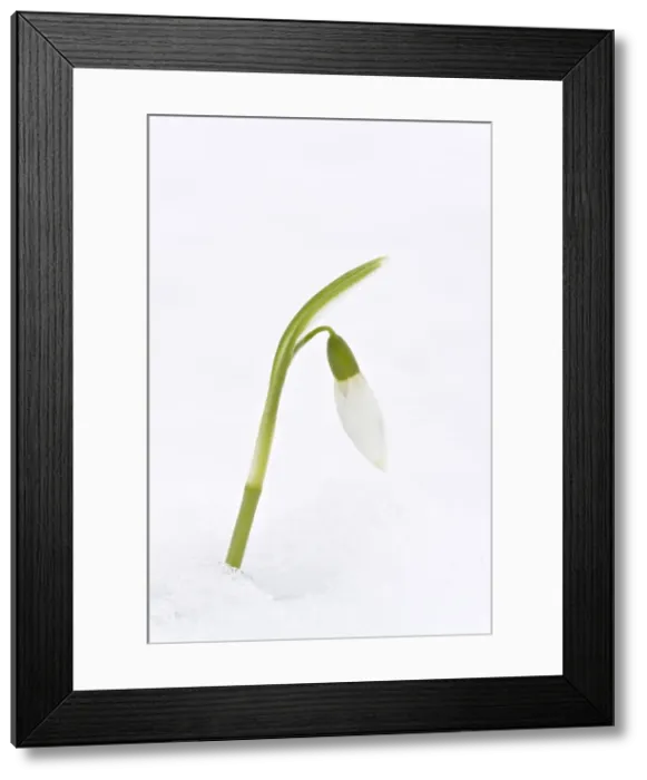 Framed Print : Picture No. 10922250 Framed Print : Picture No. 10922250
