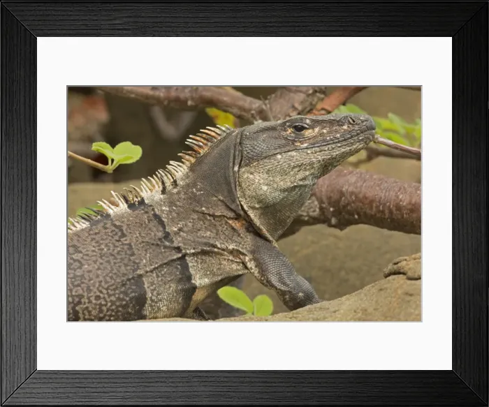 Framed Print : Picture No. 10946843 Framed Print : Picture No. 10946843