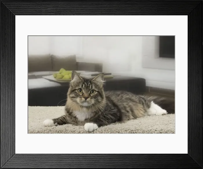 Framed Print : Picture No. 10922508 Framed Print : Picture No. 10922508