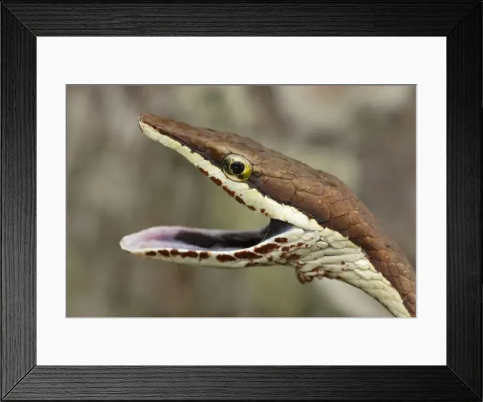 Framed Print : Picture No. 10946836 Framed Print : Picture No. 10946836