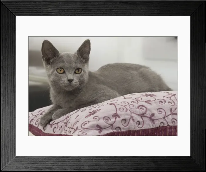 Framed Print : Picture No. 10922480 Framed Print : Picture No. 10922480