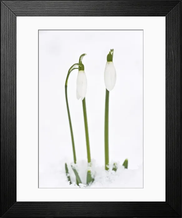Framed Print : Picture No. 10922251 Framed Print : Picture No. 10922251