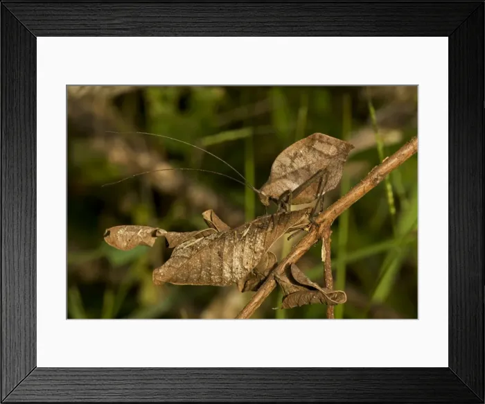 Framed Print : Picture No. 10946854 Framed Print : Picture No. 10946854