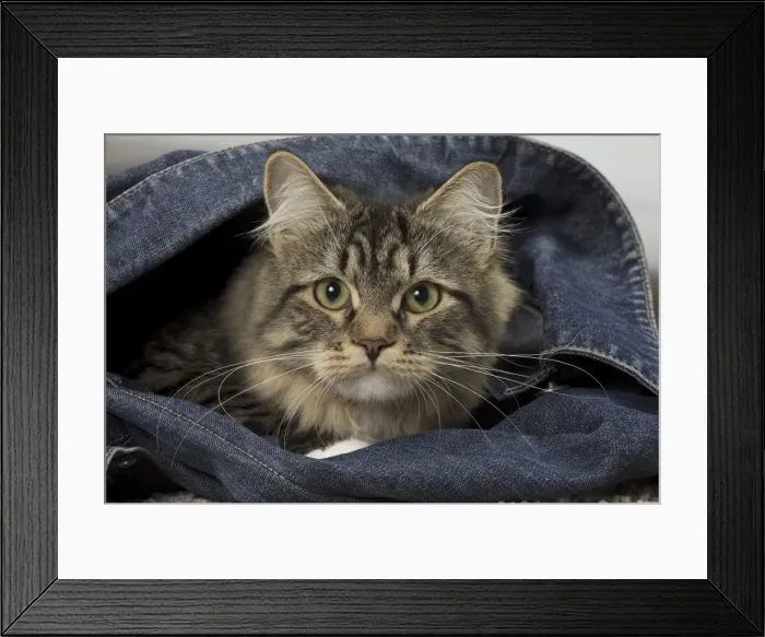 Framed Print : Picture No. 10922505 Framed Print : Picture No. 10922505