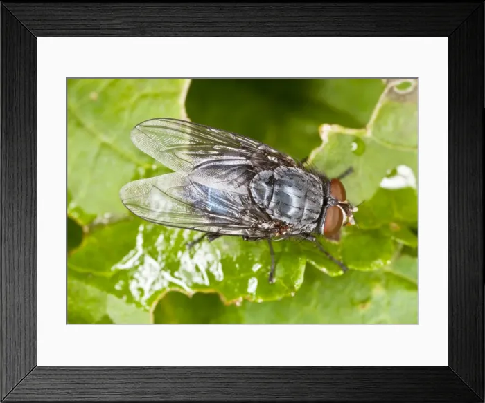 Framed Print : Picture No. 10922249 Framed Print : Picture No. 10922249