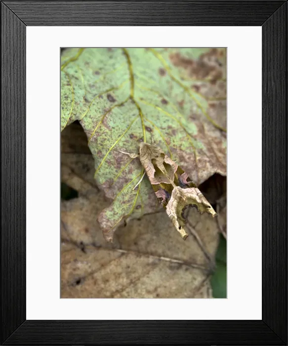 Framed Print : Picture No. 10946867 Framed Print : Picture No. 10946867