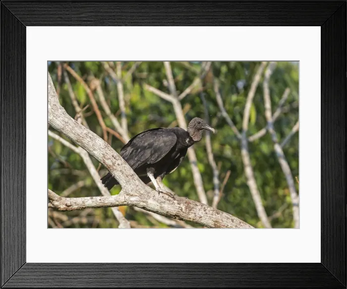 Framed Print : Picture No. 10922273 Framed Print : Picture No. 10922273