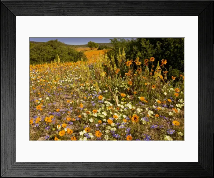 Framed Print : Picture No. 10922234