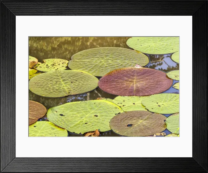 Framed Print : Picture No. 10922263 Framed Print : Picture No. 10922263