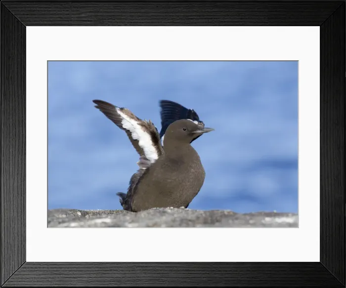 Framed Print : Picture No. 10946880 Framed Print : Picture No. 10946880