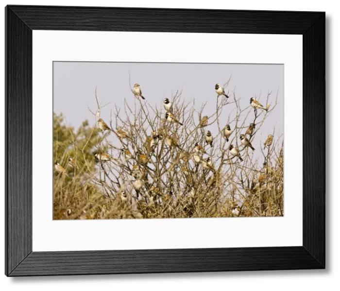 Framed Print : Picture No. 10922227 Framed Print : Picture No. 10922227