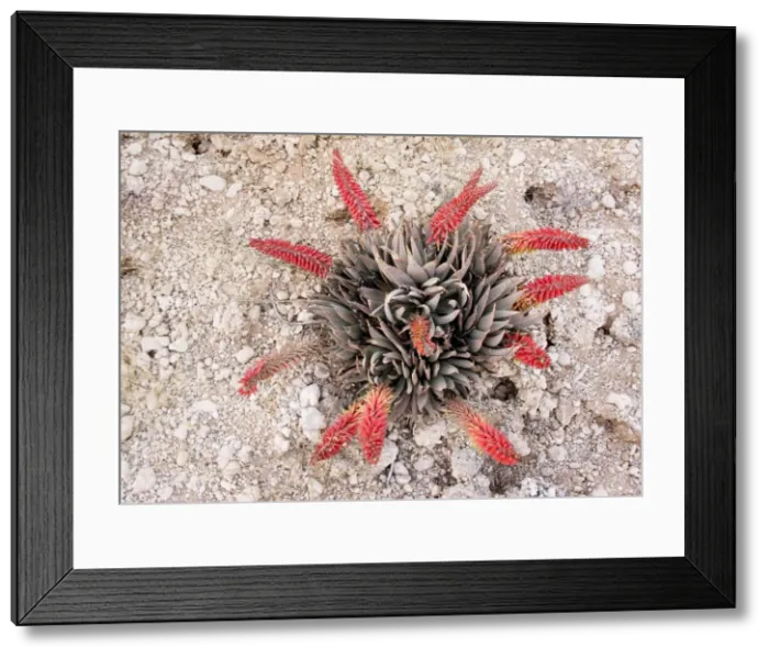 Framed Print : Picture No. 10922245