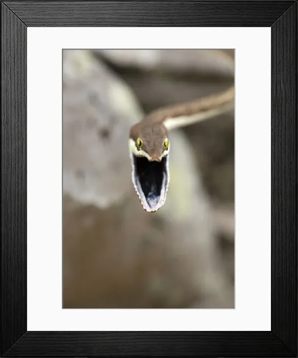 Framed Print : Picture No. 10946835 Framed Print : Picture No. 10946835