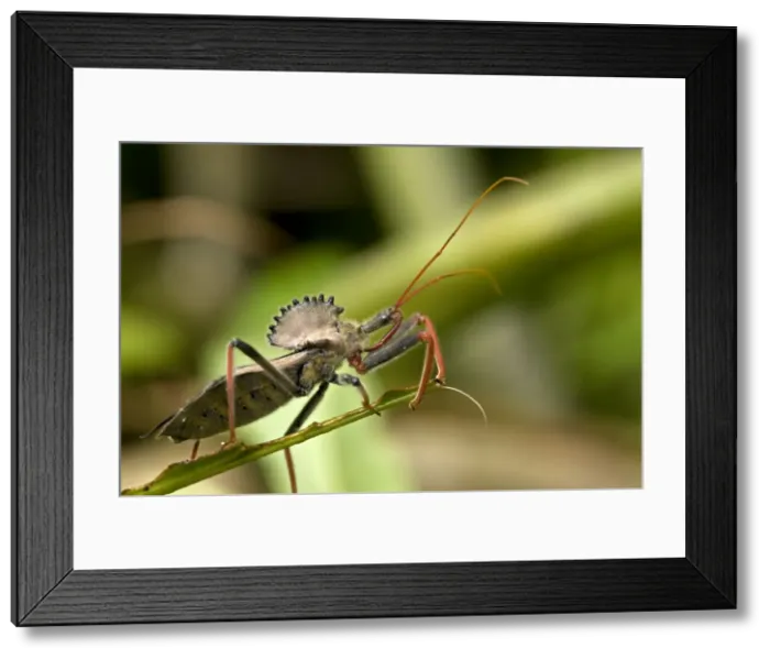 Framed Print : Picture No. 10946858 Framed Print : Picture No. 10946858