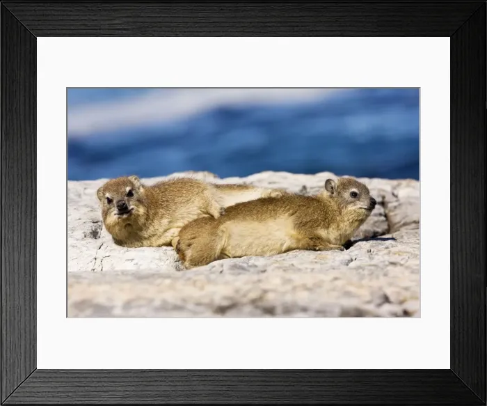 Framed Print : Picture No. 10922243 Framed Print : Picture No. 10922243