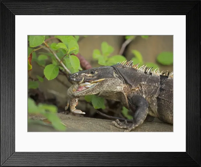 Framed Print : Picture No. 10946839