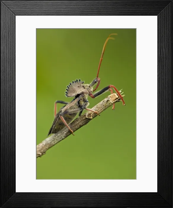 Framed Print : Picture No. 10946856 Framed Print : Picture No. 10946856