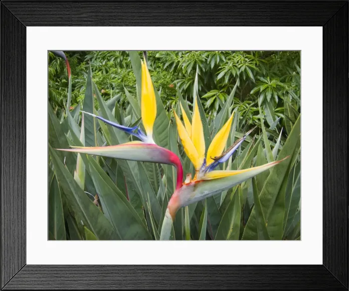Framed Print : Picture No. 10922261 Framed Print : Picture No. 10922261