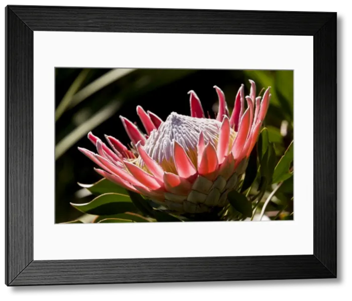 Framed Print : Picture No. 10922240 Framed Print : Picture No. 10922240