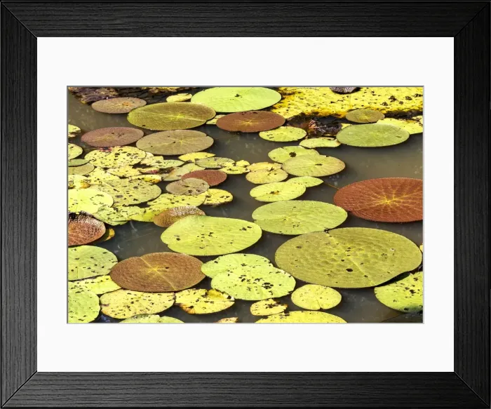 Framed Print : Picture No. 10922264 Framed Print : Picture No. 10922264
