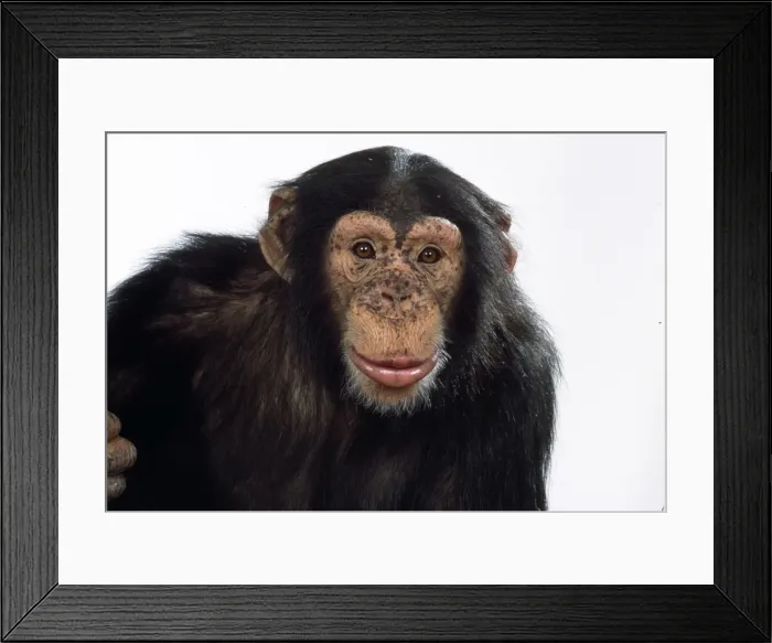 Framed Print : Picture No. 10922516 Framed Print : Picture No. 10922516