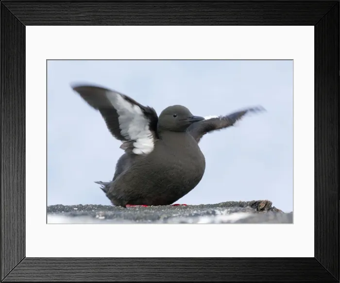 Framed Print : Picture No. 10946879 Framed Print : Picture No. 10946879