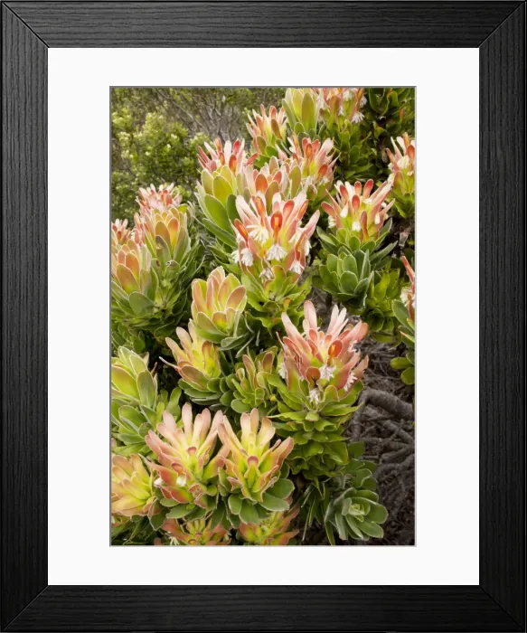 Framed Print : Picture No. 10922246 Framed Print : Picture No. 10922246