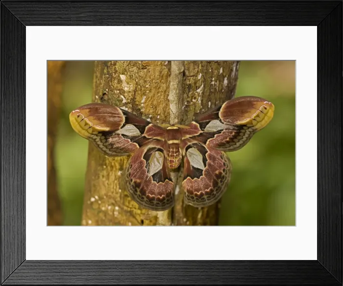 Framed Print : Picture No. 10946861 Framed Print : Picture No. 10946861