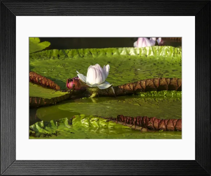 Framed Print : Picture No. 10922274