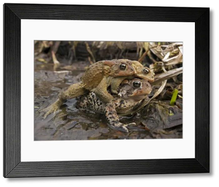Framed Print : Picture No. 10946853 Framed Print : Picture No. 10946853