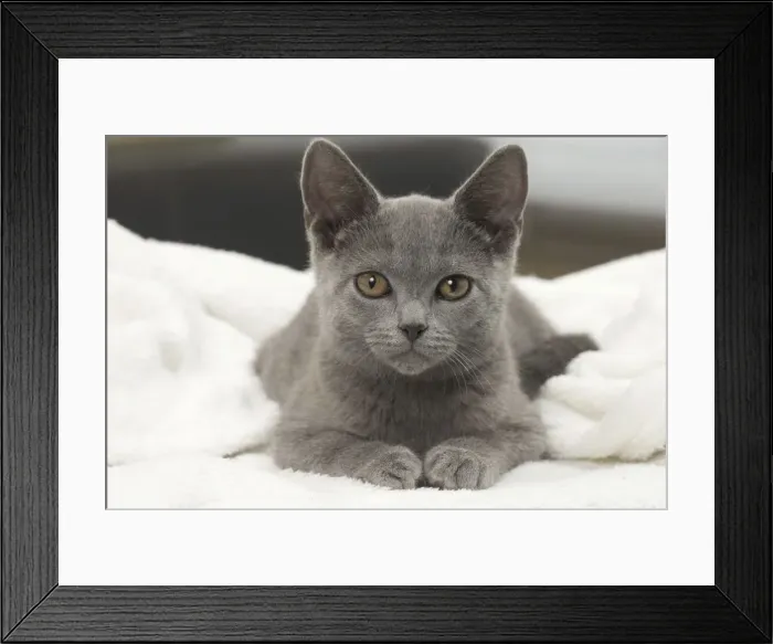 Framed Print : Picture No. 10922482
