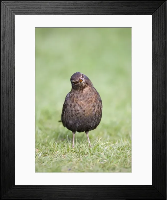Framed Print : Picture No. 10946881 Framed Print : Picture No. 10946881