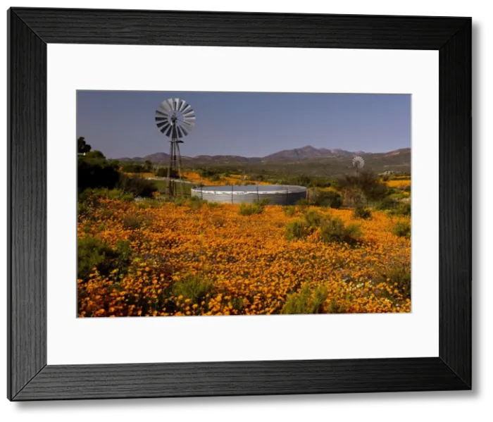 Framed Print : Picture No. 10922235