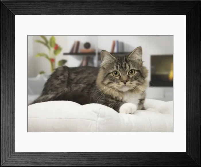 Framed Print : Picture No. 10922511 Framed Print : Picture No. 10922511