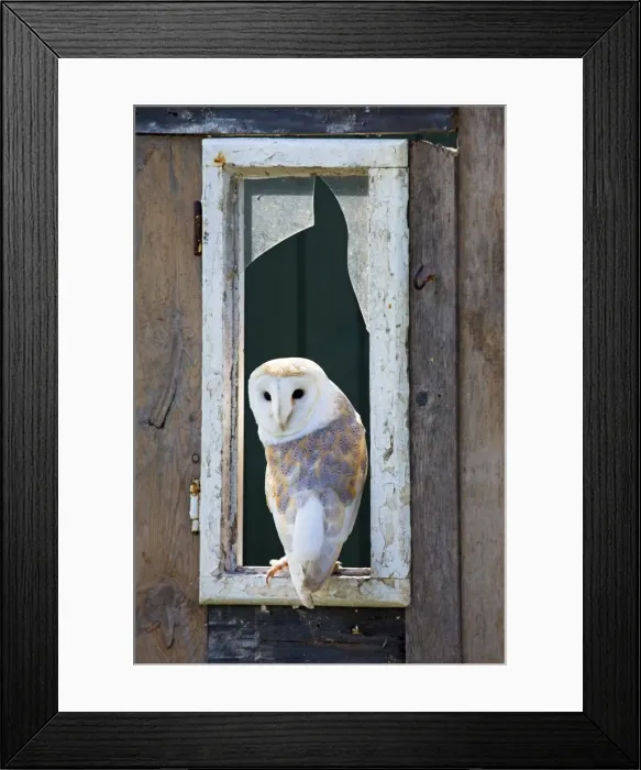 Framed Print : Picture No. 10946876 Framed Print : Picture No. 10946876