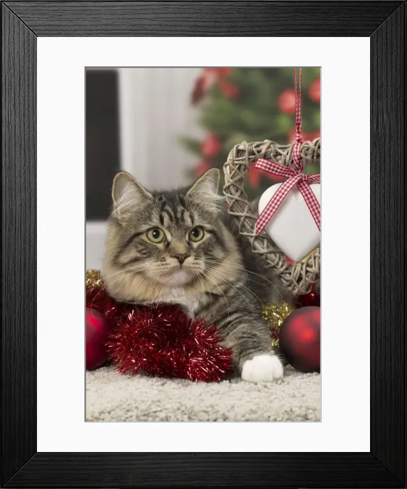 Framed Print : Picture No. 10922497 Framed Print : Picture No. 10922497
