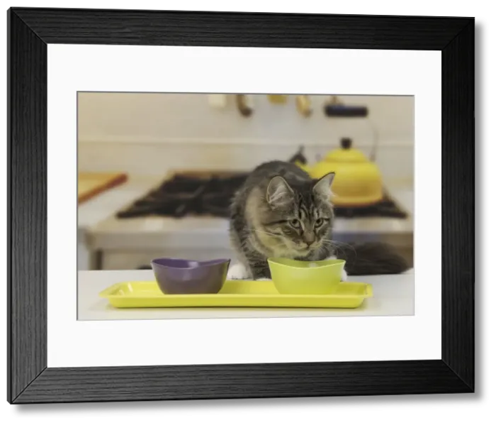 Framed Print : Picture No. 10922498