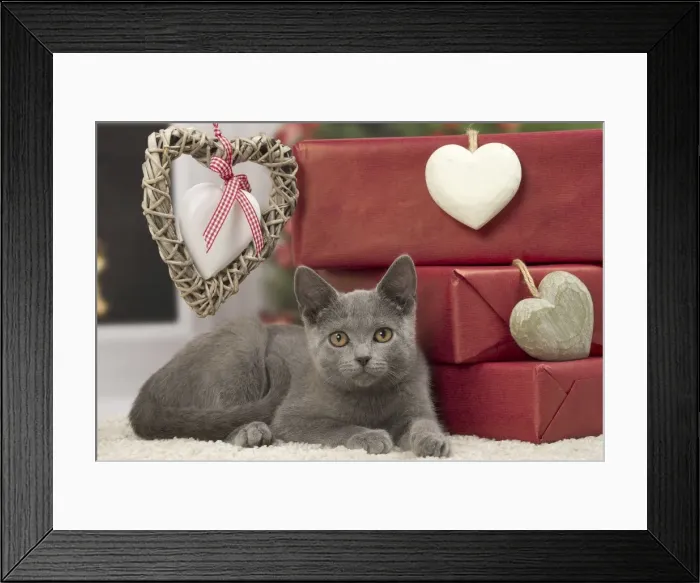 Framed Print : Picture No. 10922491 Framed Print : Picture No. 10922491