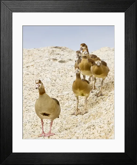 Framed Print : Picture No. 10922239 Framed Print : Picture No. 10922239