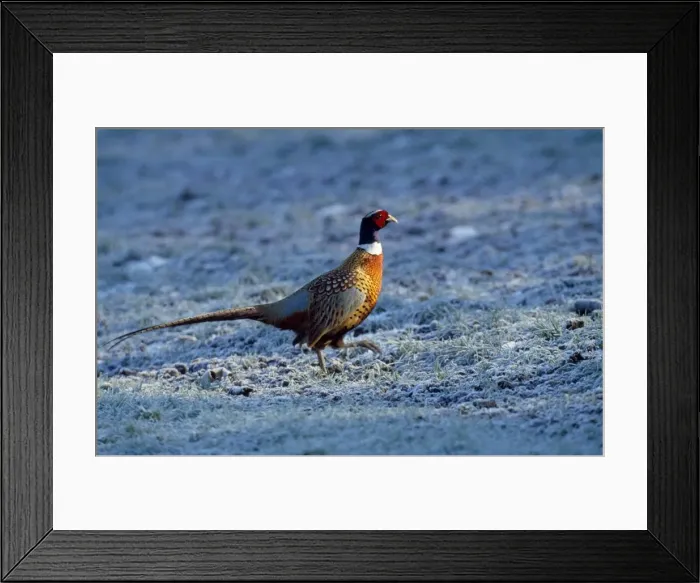 Framed Print : Picture No. 10946865 Framed Print : Picture No. 10946865